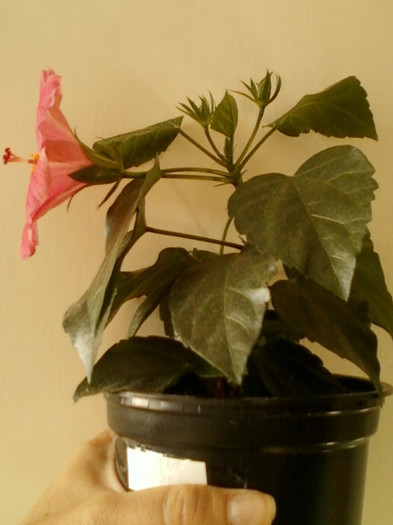 17 iunie 2012-flori 003