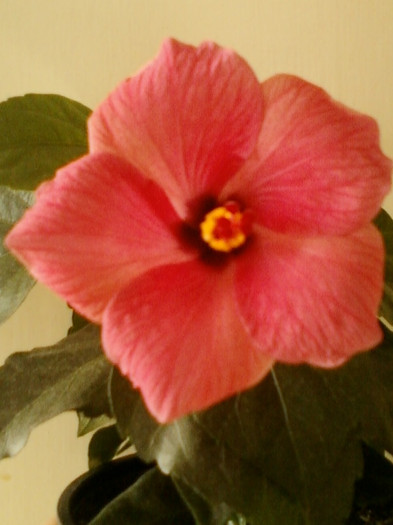 17 iunie 2012-flori 006