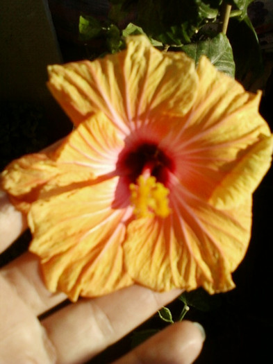 hibi holliday yellow