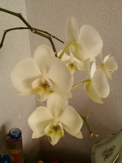 17 iunie 2012-flori 019 - orhidee alba