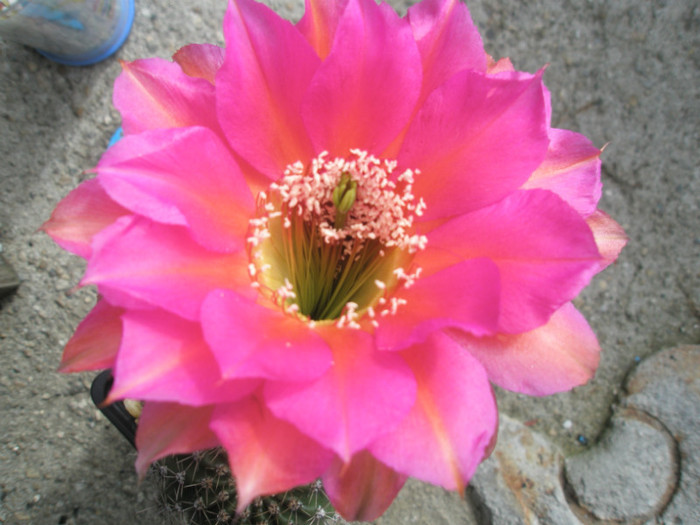 Mystique (Canon) - floare 2 - Echinopsis