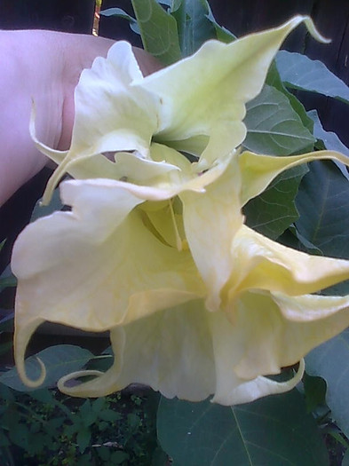 Imagine2493 - Brugmansia