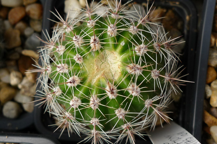 Spring Simphony crapat (foto Gino) - Echinopsis