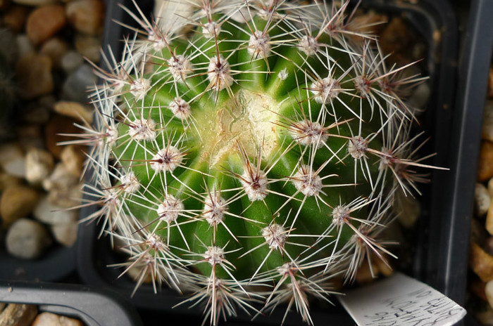 Spring Symphony (foto Gino) - crapat pe varf - Echinopsis