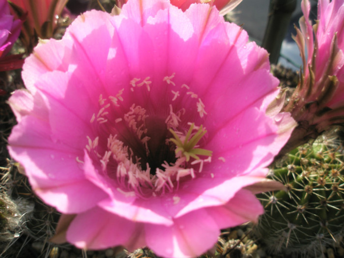 Syncopation (Canon) - floare - Echinopsis