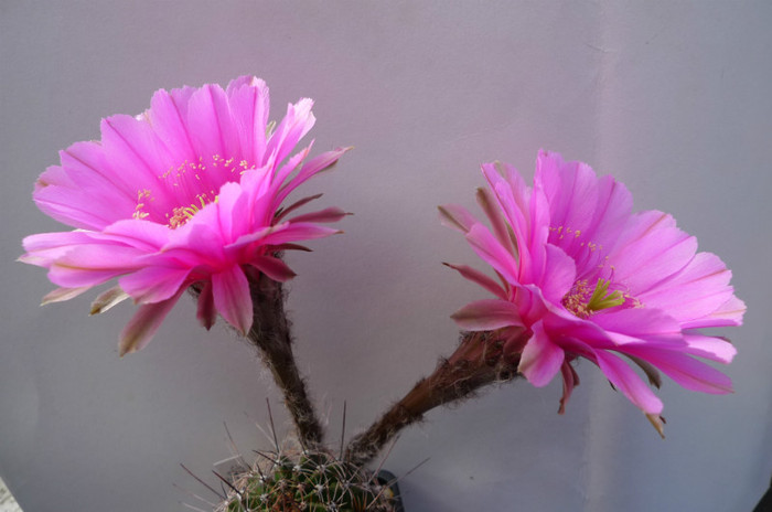 Syncopation (foto Gino) - 02.06 - Echinopsis