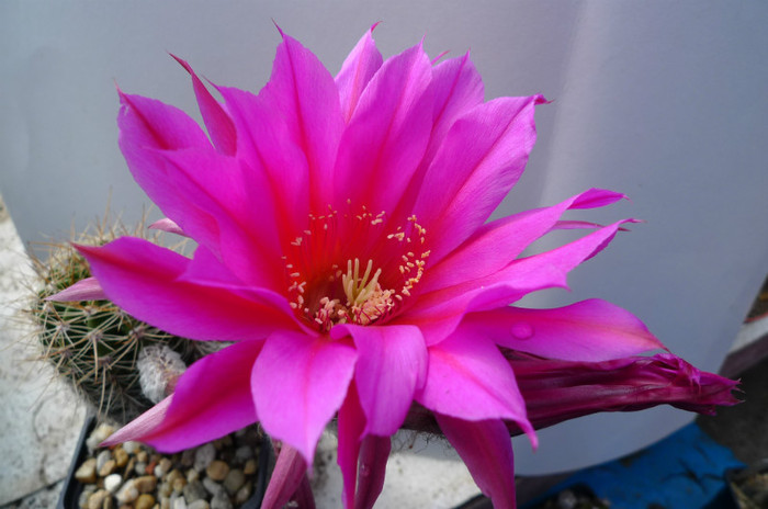 Windigo (foto Gino) - floare 02.06