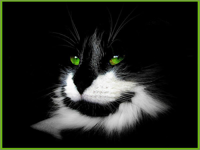 wallpaper_ochi_verzi_pisica-neagra_01