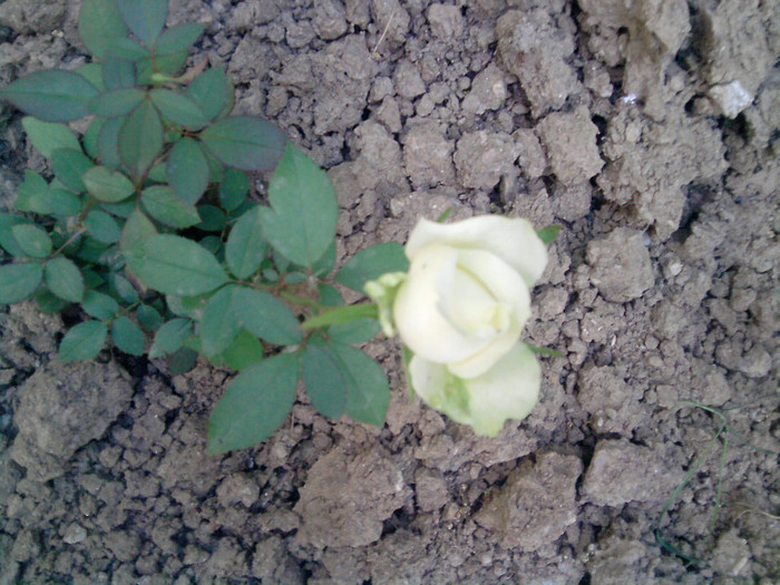 Picture 011 - trandafirii 2012