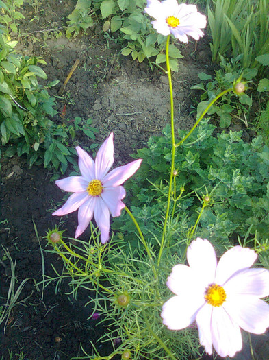 cosmos - flori de gradina 2012