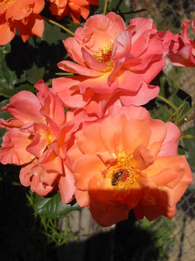 17 iunie !Trandafir cu albinute