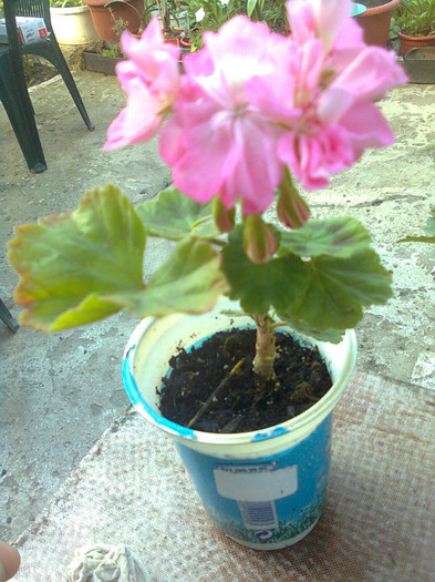Clau^^2445