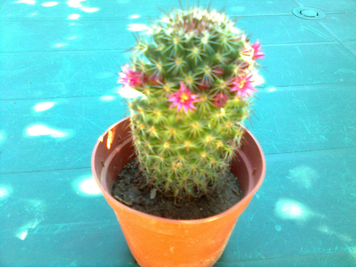 mammillaria de la nikolici