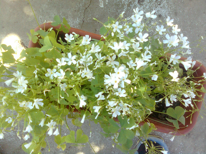 oxalis cu floare alba