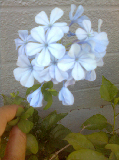 plumbago blou