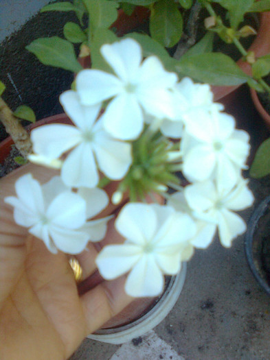 plumbago alb