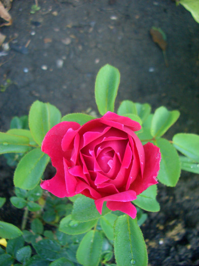 Othello • AUSlo • Kammersängerin Christel Goltz (in Austria) • Macbeth  (Shrub.  English Rose Collec
