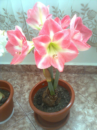 swit pink - amarylis 2011-2012