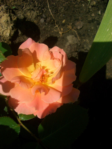 CIMG5868