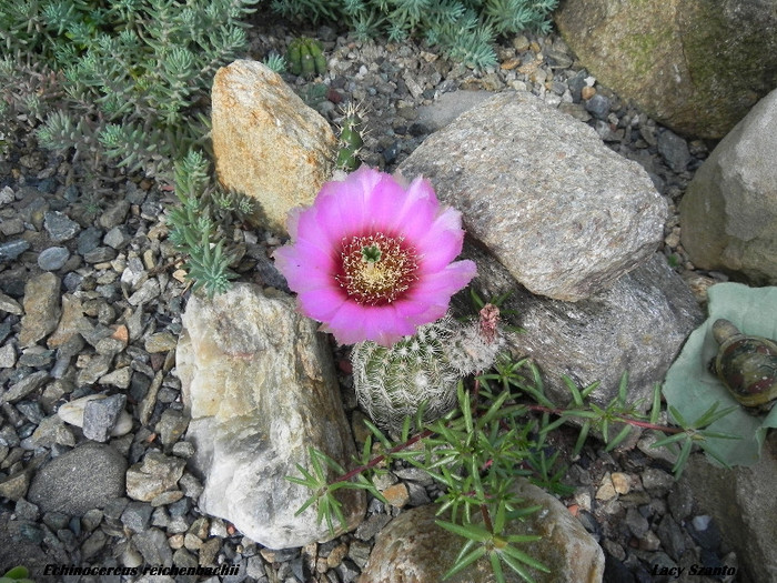 DSCN7026 - cactusi 2012