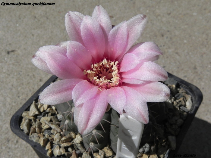 Gymnocalycium quehlianum - cactusi 2012
