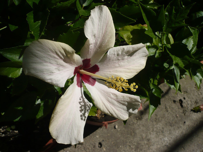 P1140796
