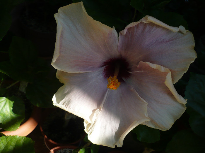 P1140797 - HIBISCUSI 2012-1