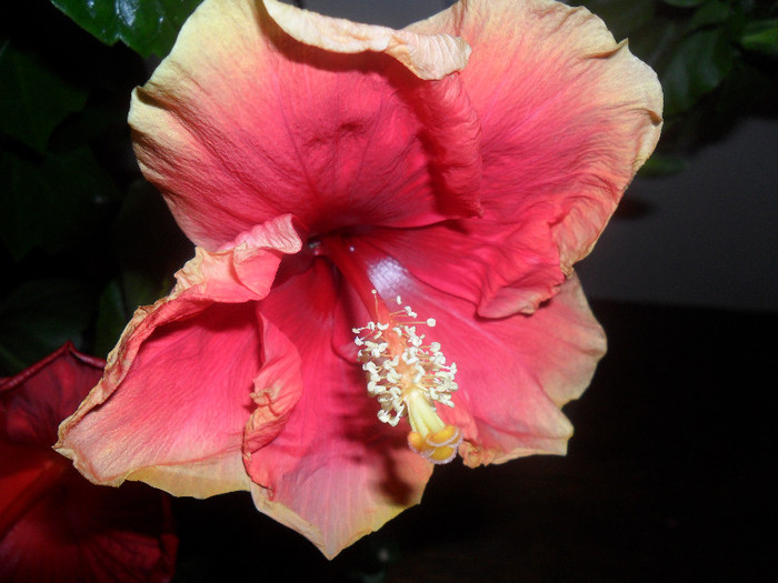 Hibiscus June's Dragon