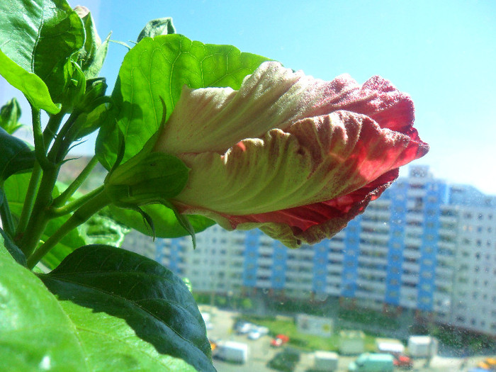 boboc hibi Rebel s Rouser