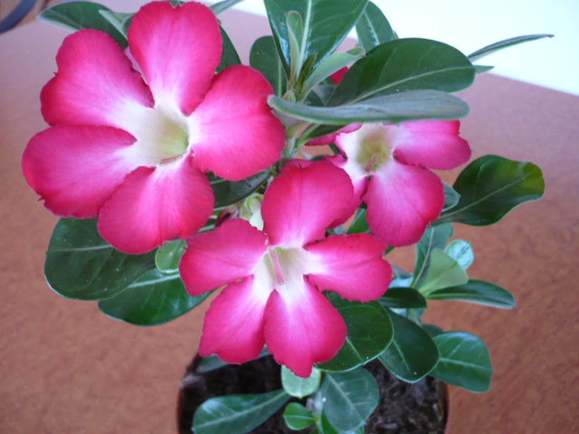 001 - Adenium Anouk