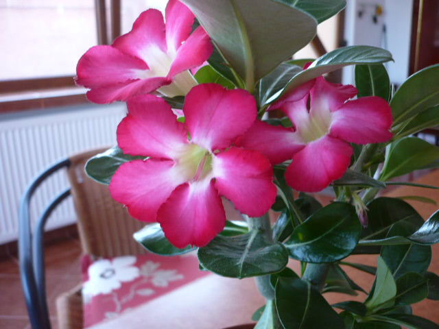 004 - Adenium Anouk