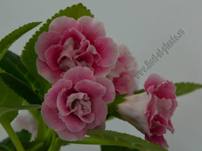 Gloxinia - GLOXINIA _ SINNINGIA