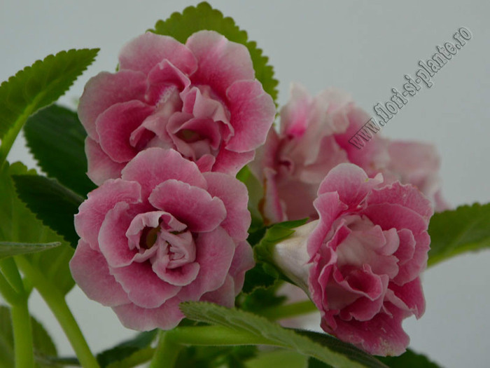 Gloxinia - GLOXINIA _ SINNINGIA