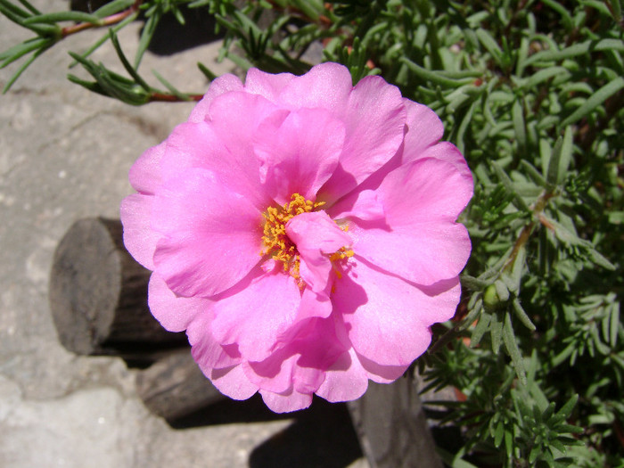 DSC08888 - Floarea de piatra - Portulaca grandiflora