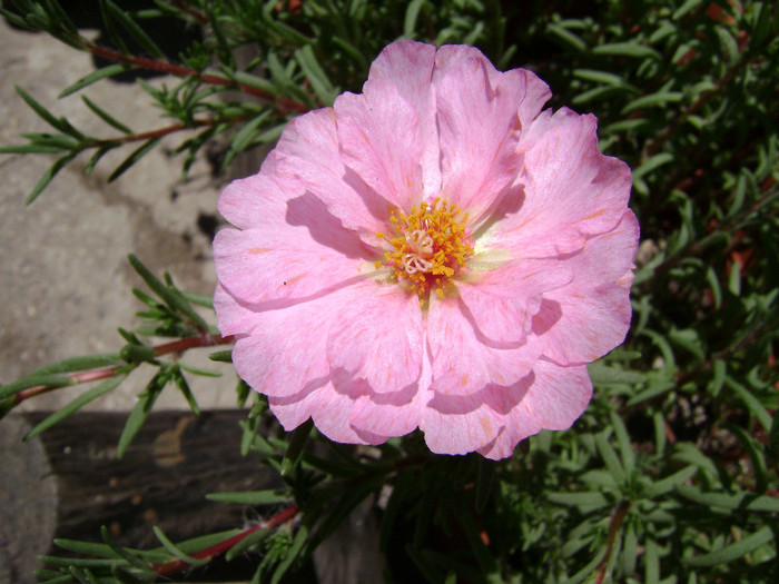 DSC08889 - Floarea de piatra - Portulaca grandiflora
