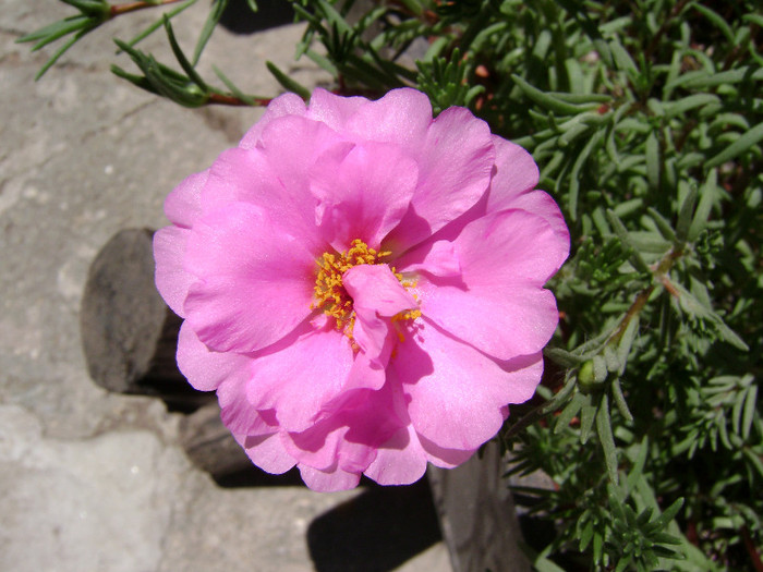 DSC08890 - Floarea de piatra - Portulaca grandiflora