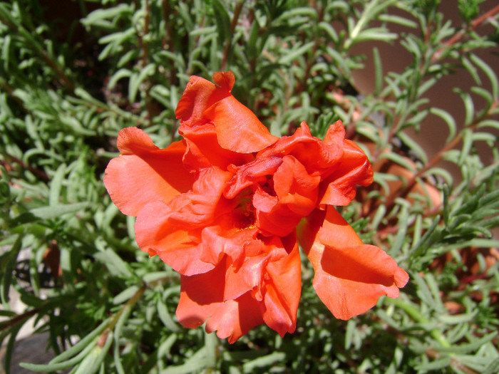 DSC08891 - Floarea de piatra - Portulaca grandiflora