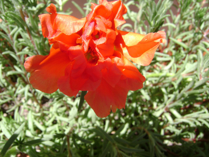 DSC08892 - Floarea de piatra - Portulaca grandiflora