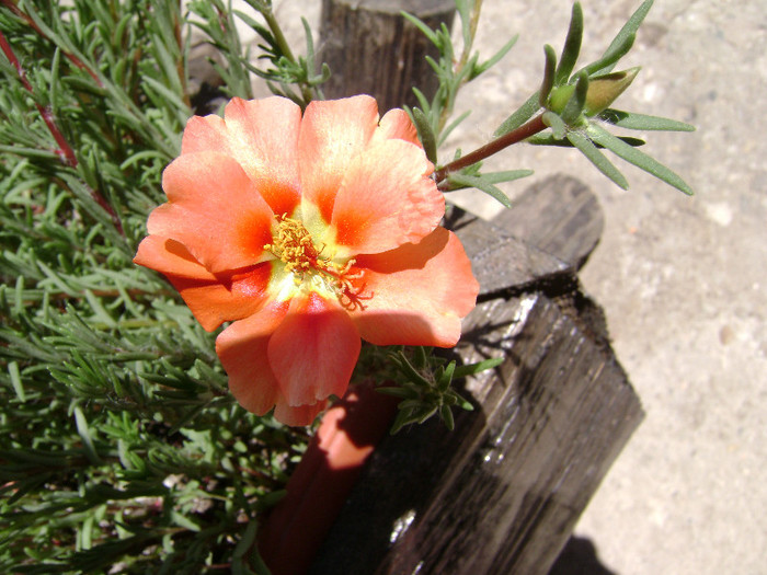 DSC08893 - Floarea de piatra - Portulaca grandiflora