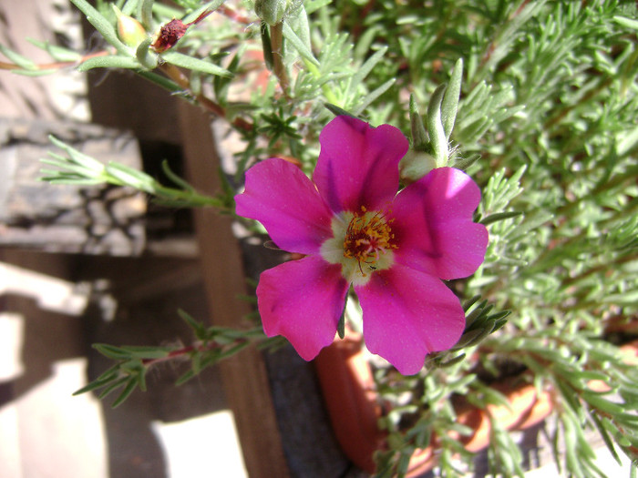 DSC08894 - Floarea de piatra - Portulaca grandiflora