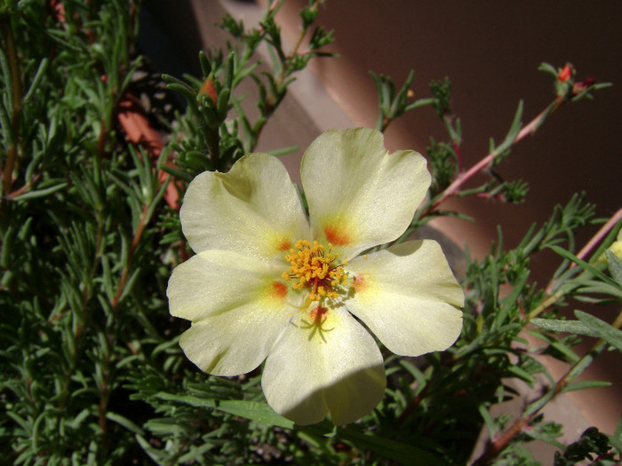 DSC08897 - Floarea de piatra - Portulaca grandiflora