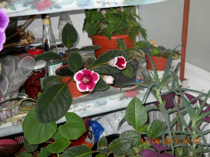 14.06.2012 018 - FLORILE MELE 2012