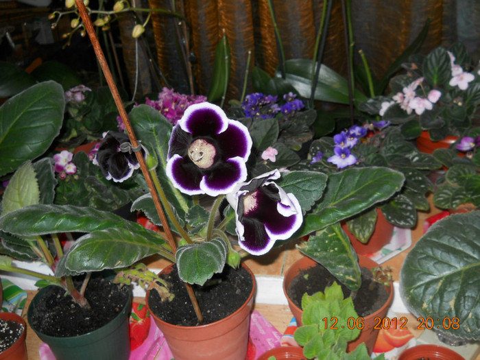 14.06.2012 023 - FLORILE MELE 2012