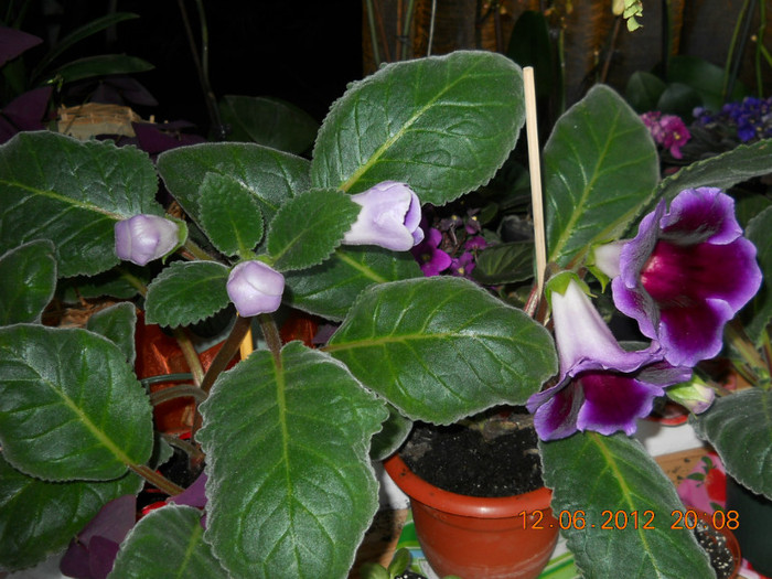 14.06.2012 024 - FLORILE MELE 2012