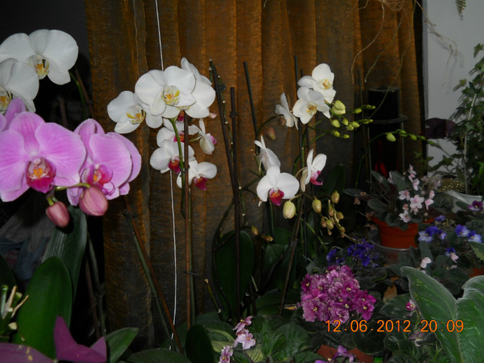 14.06.2012 025 - FLORILE MELE 2012
