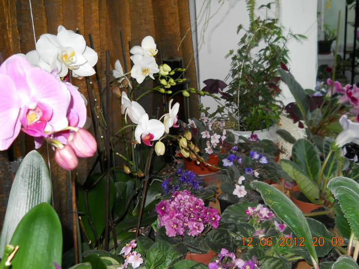 14.06.2012 026 - FLORILE MELE 2012