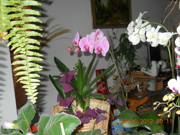 14.06.2012 033 - FLORILE MELE 2012