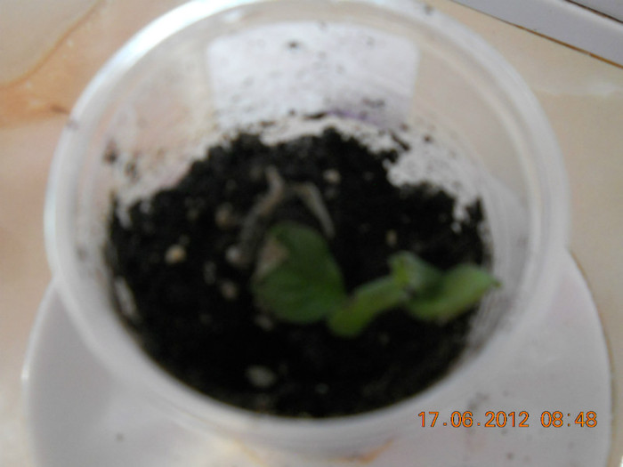 gloxinia -evolutie - FLORI PRIMITE DE LA FLORENTINA