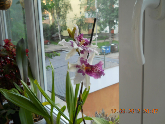 14.06.2012 016 - ORHIDEE 2012