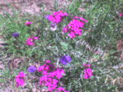 DSC00034 - 14 flori de iunie 2012